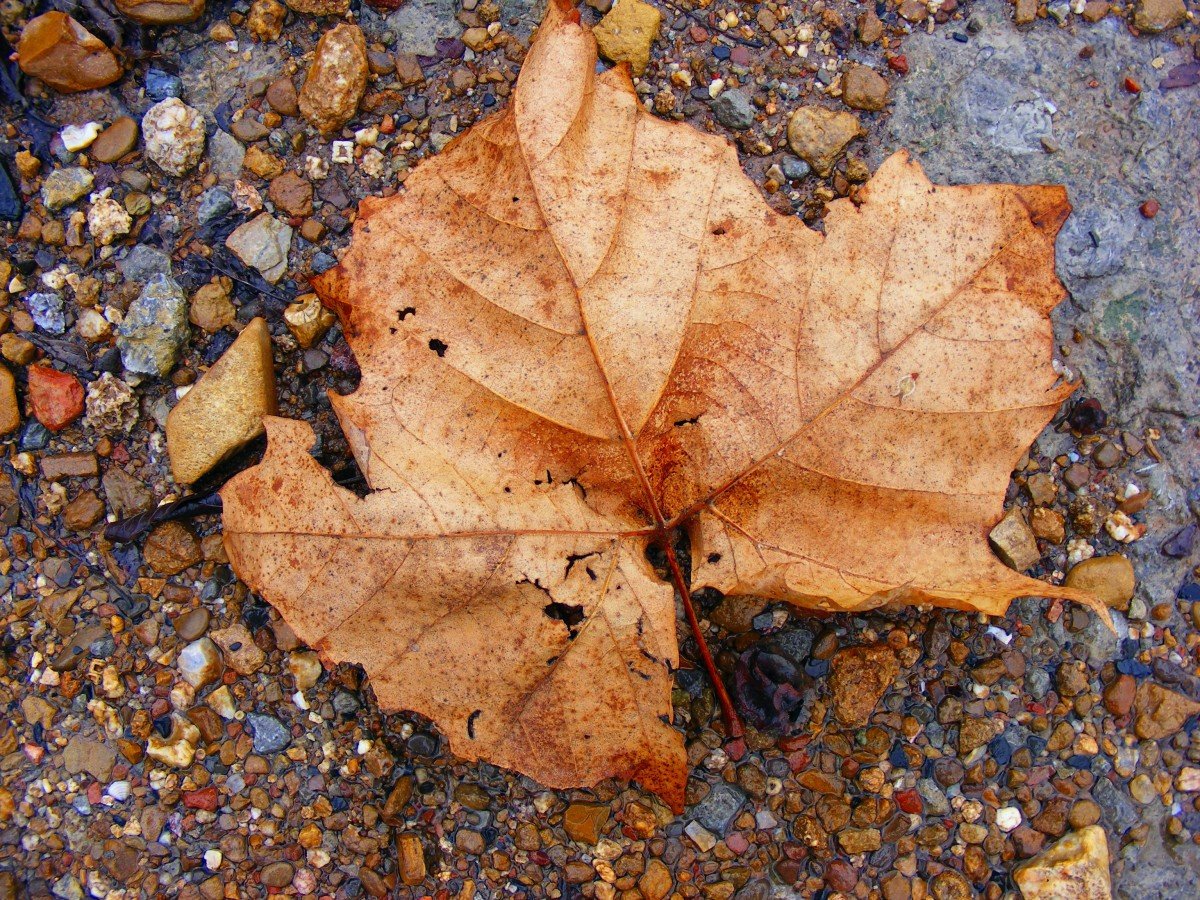 fall_fall_colors_fall_leaves_autumn_golden_autumn_leaf_shades_leaves-1001279.jpg!d.jpeg