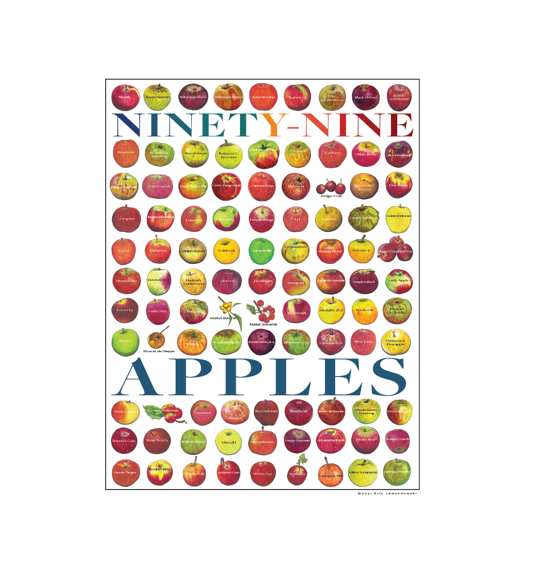 This poster design comprises 99 of the apple illustrations that we’ve created and combines all of our Cider and Heirloom apple illustrations from both of our original posters.