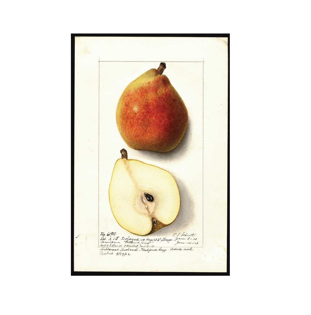 Comice Pear - USDA Watercolor Collection — Heirloom Apple Art Inspired by  the Revered Pomme Fruit
