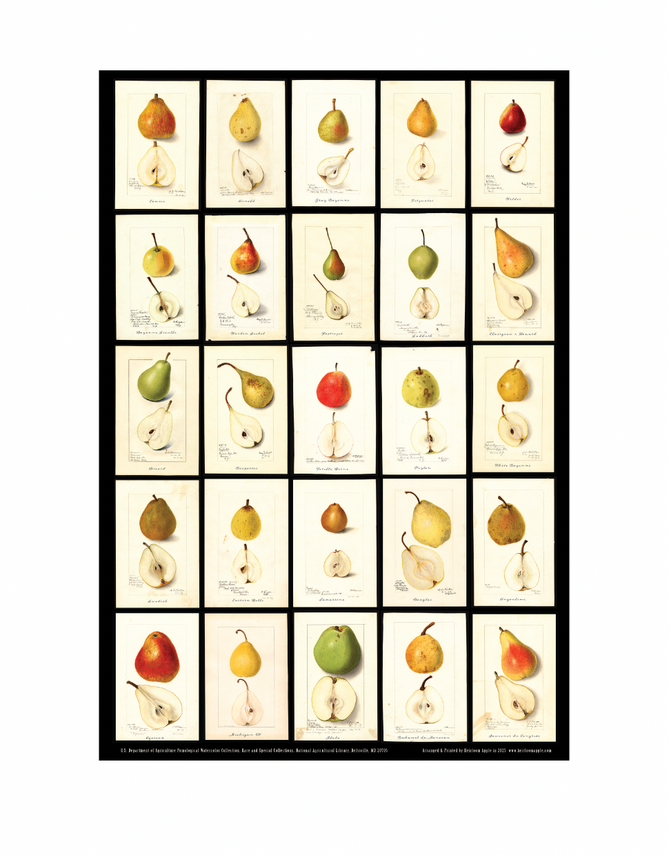 Arrangement of Antique Pears from the USDA Pomological Watercolor Collection