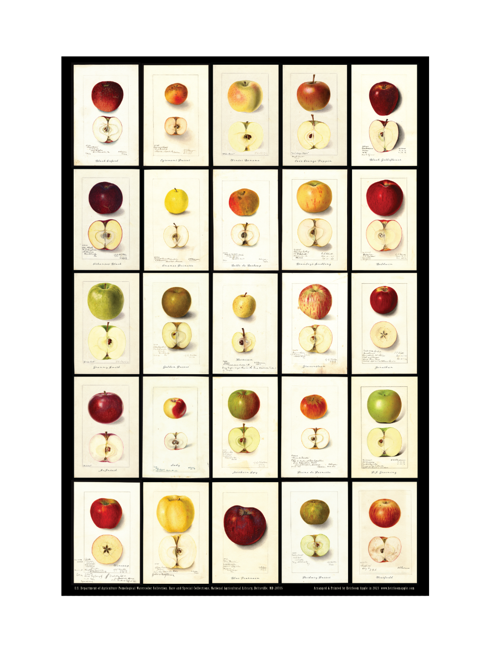 Grid of 25 Apples from the USDA Pomological Watercolor Collection