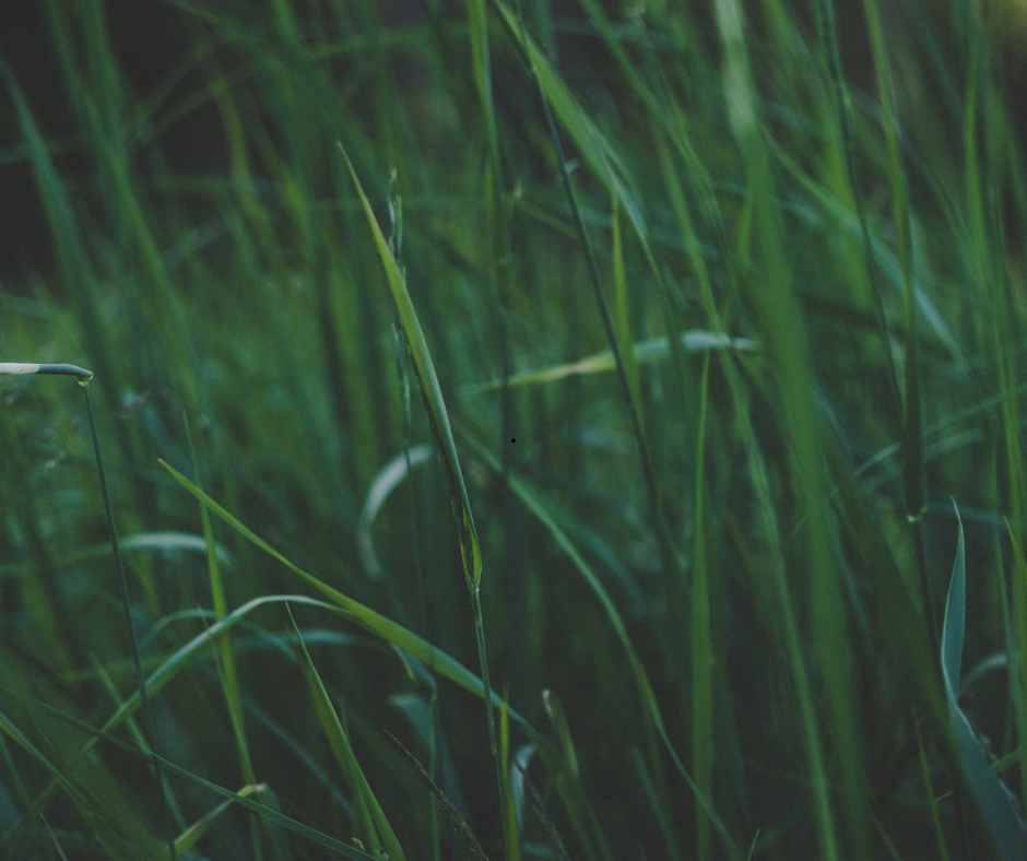 JAM K-5 Easter Event