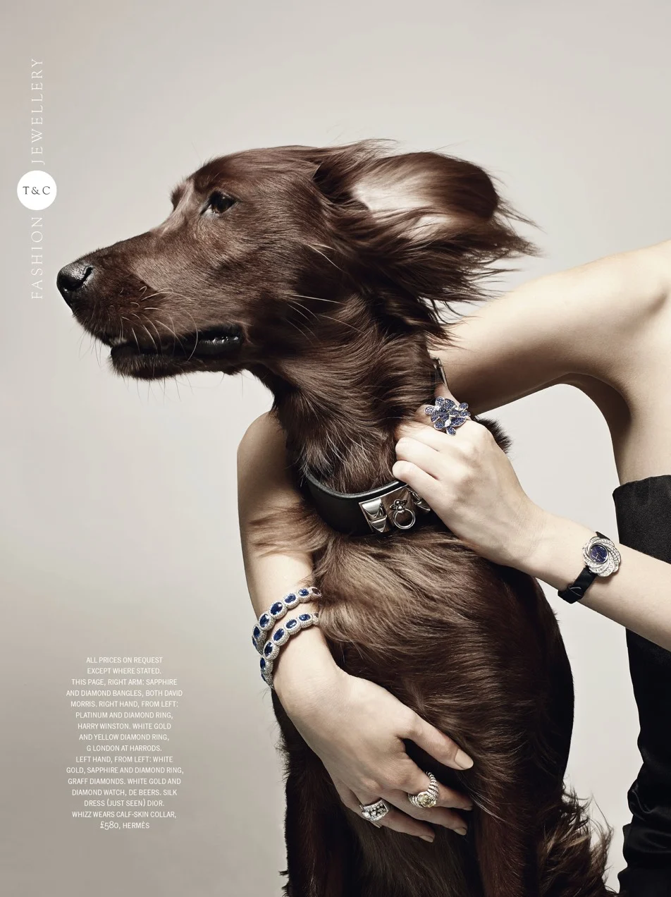 DOGS-AND-CAT-page-2_2x.jpg