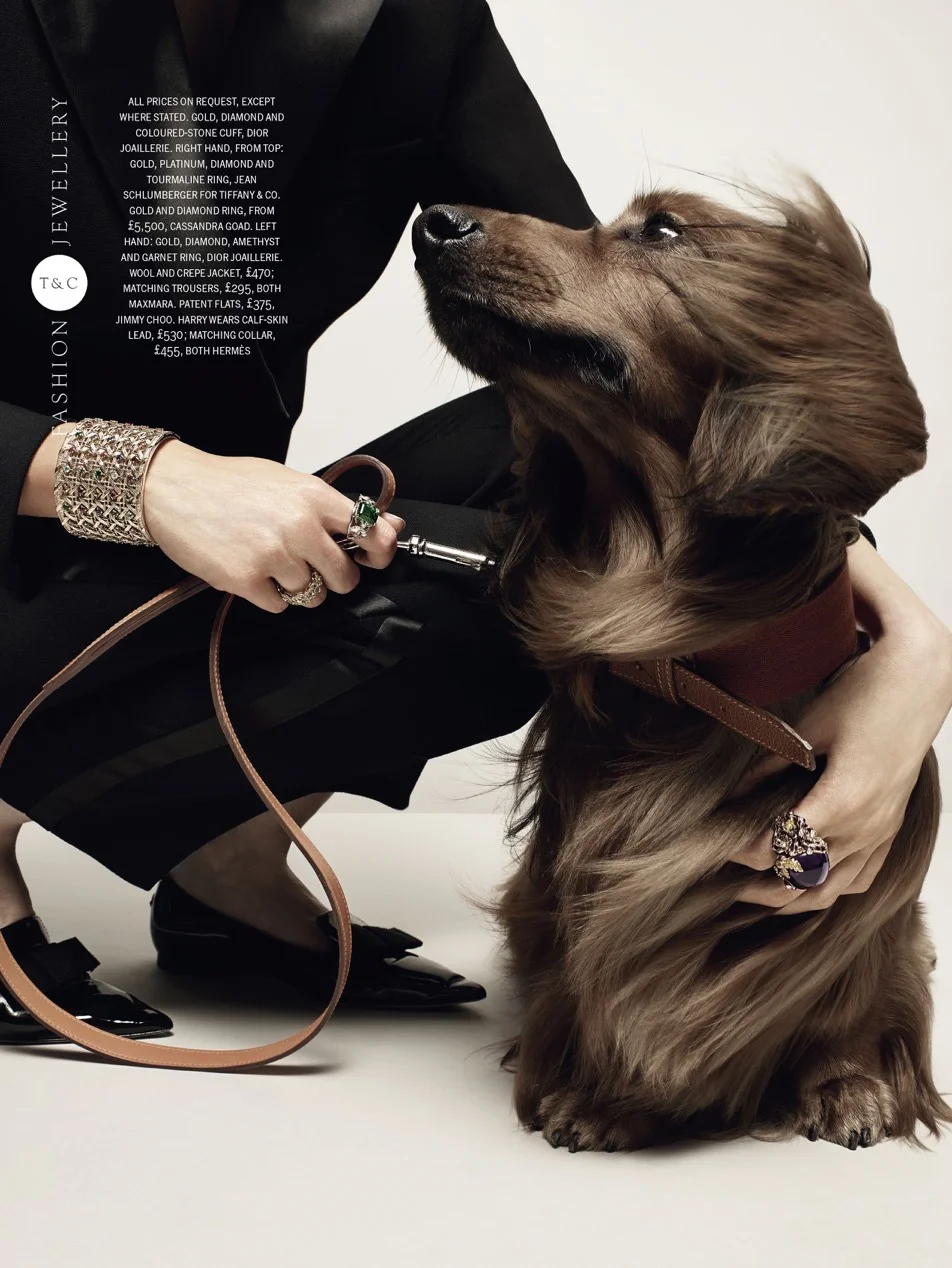 DOGS-AND-CAT-page-4_2x.jpg
