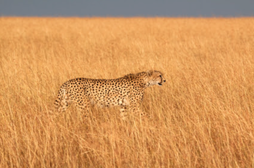 Cheetah.png