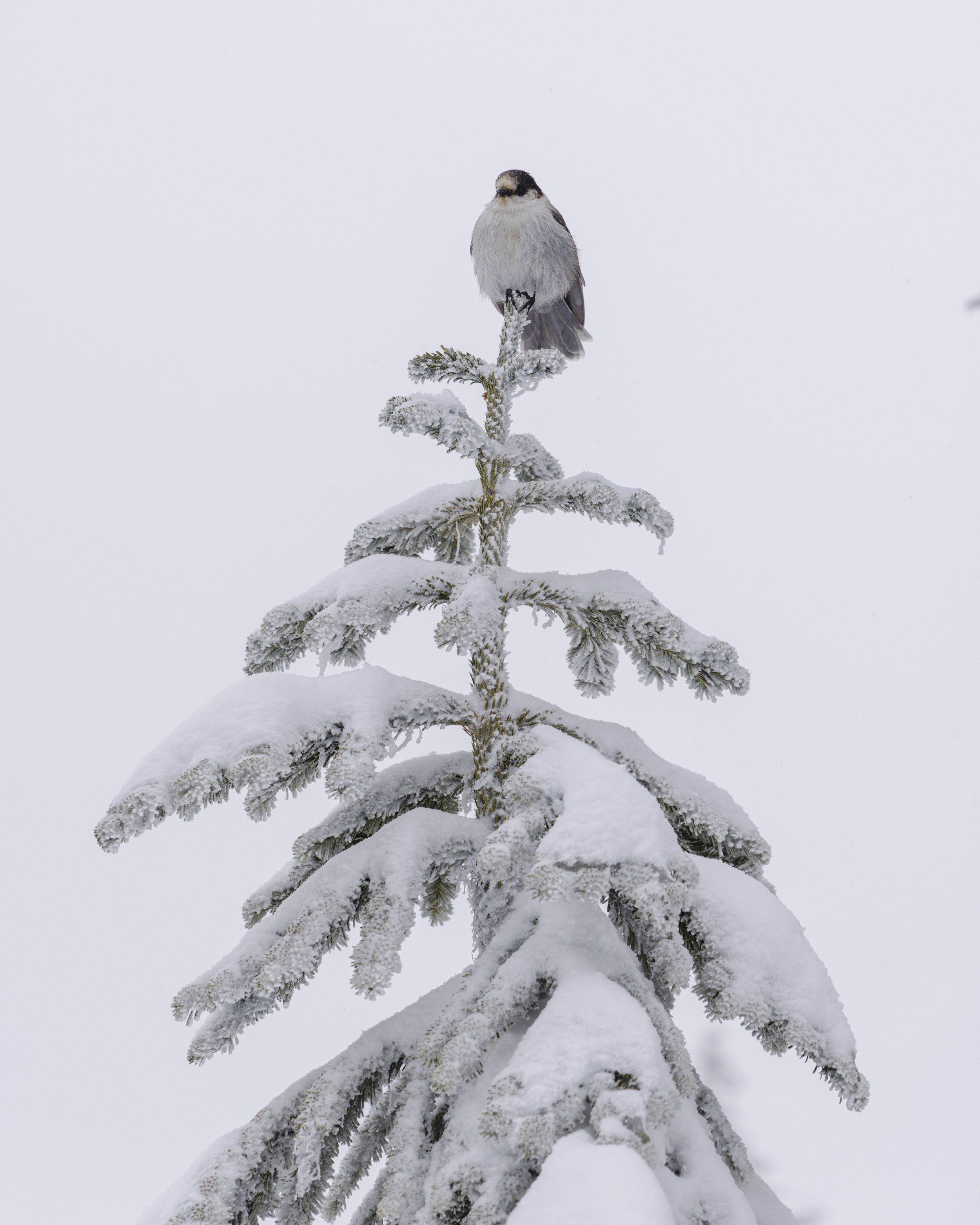 AKOnSnow_PowderMountainSnowCats_BrandonP_9640.jpg