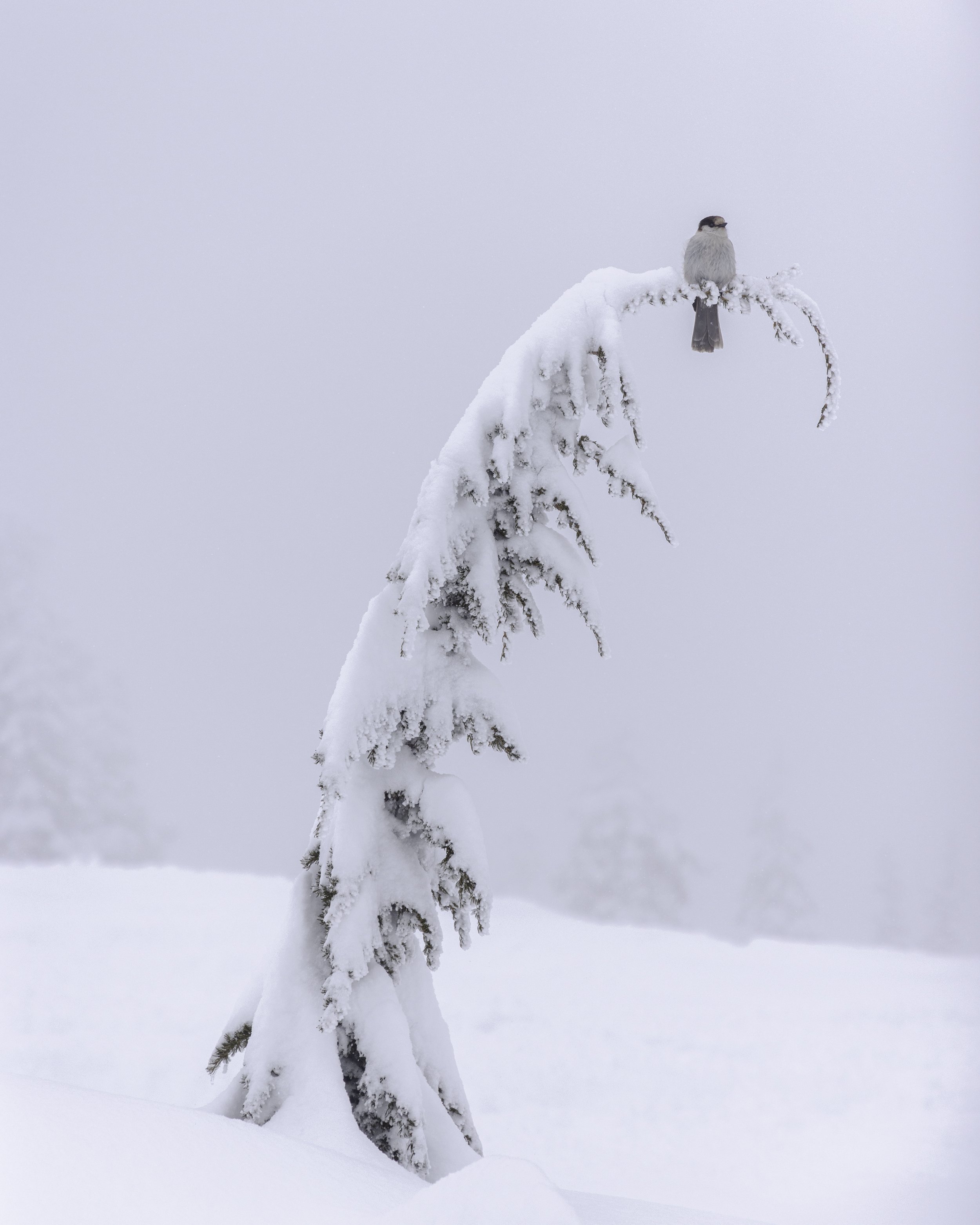 PowderMountainSnowCats_Squamish_BC_BP_1135.jpg