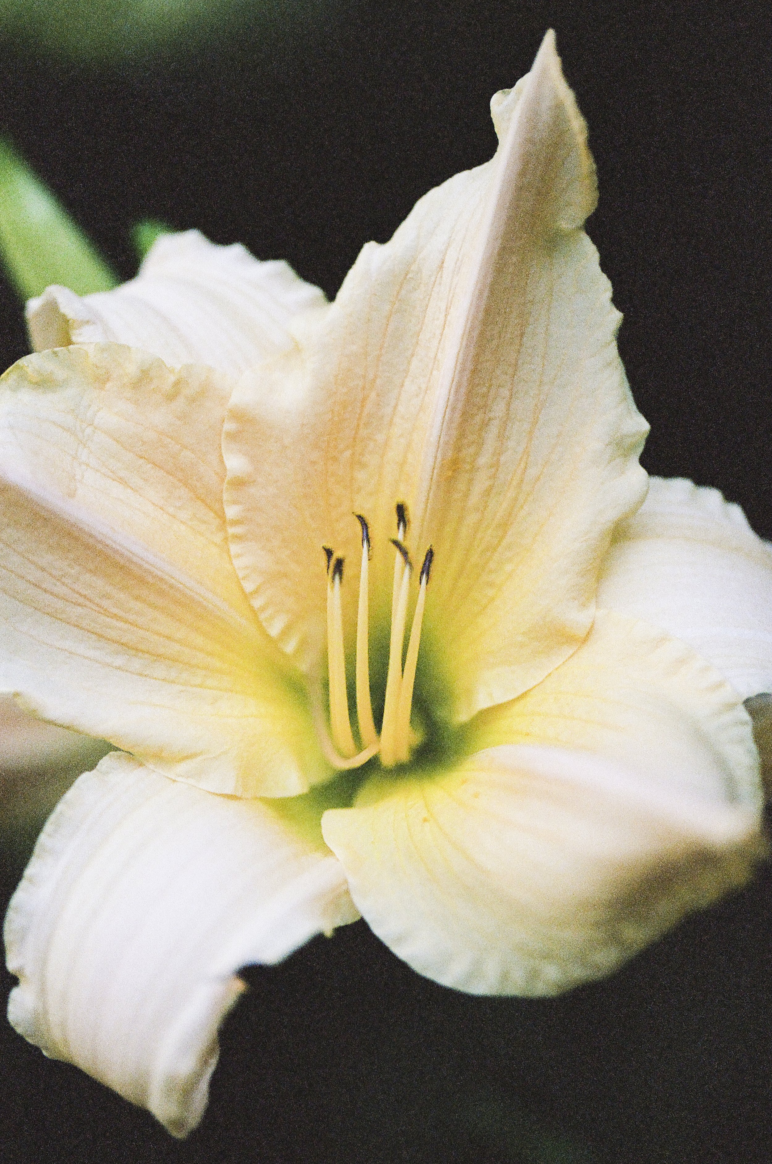 Flowers_RedRock20_Burlington_VT_070.jpg