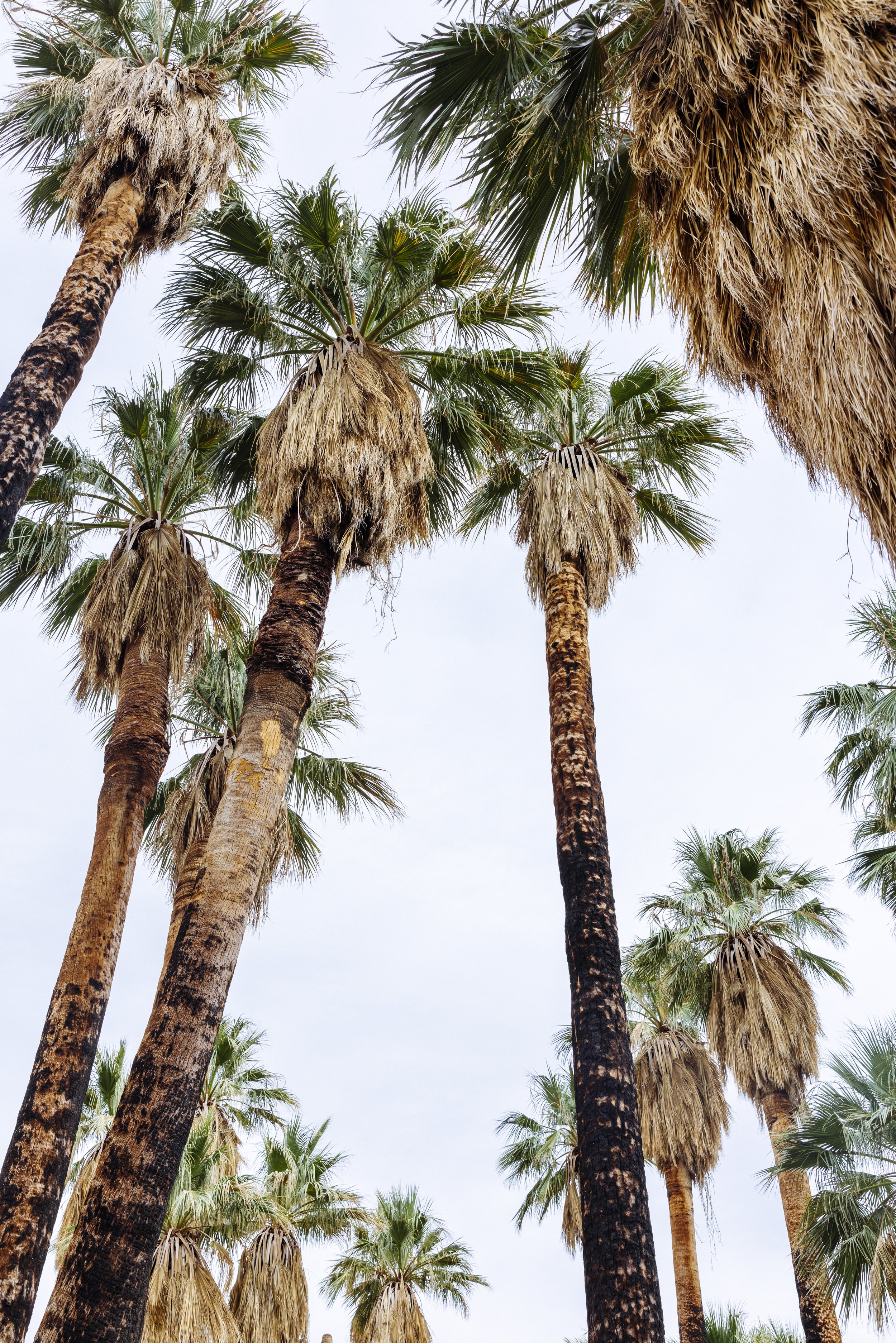 Hike_IndianReservation_PalmSprings_CA_2802.jpg