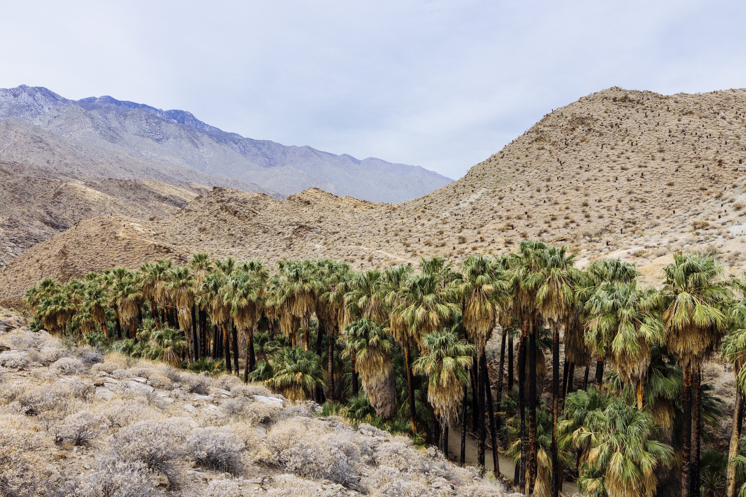 Hike_IndianReservation_PalmSprings_CA_2828.jpg