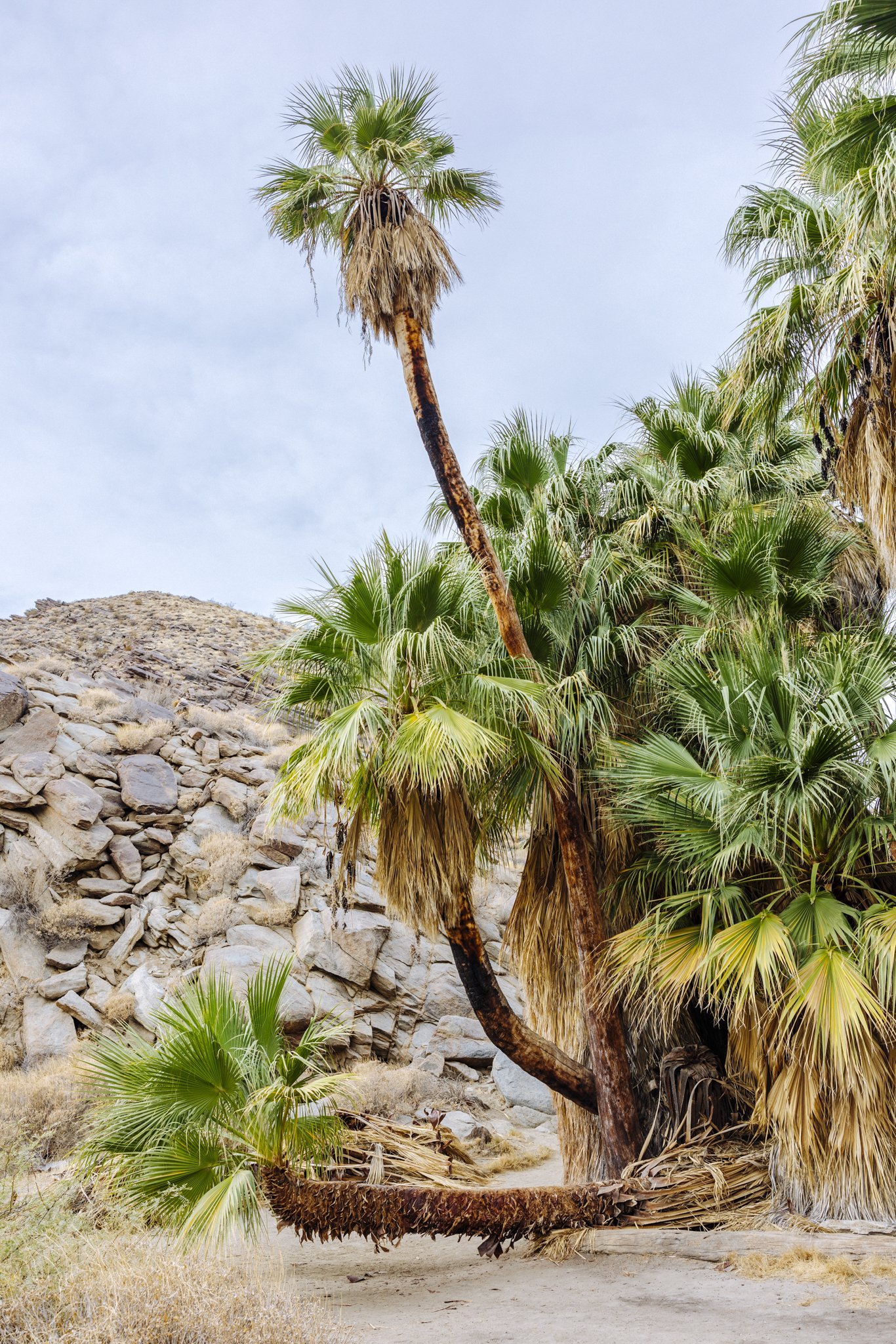 Hike_IndianReservation_PalmSprings_CA_2839_1.jpg