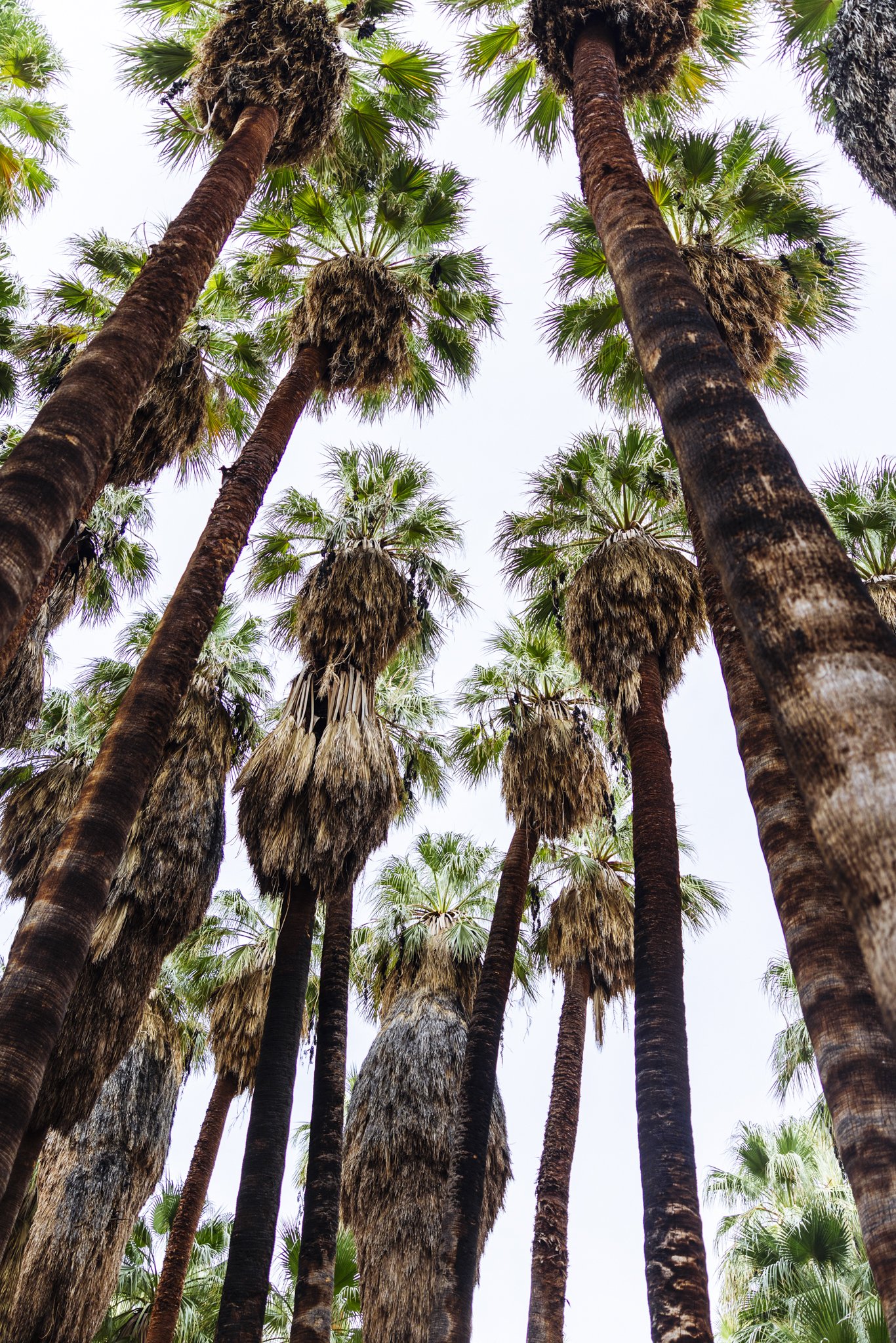 Hike_IndianReservation_PalmSprings_CA_2853_1.jpg