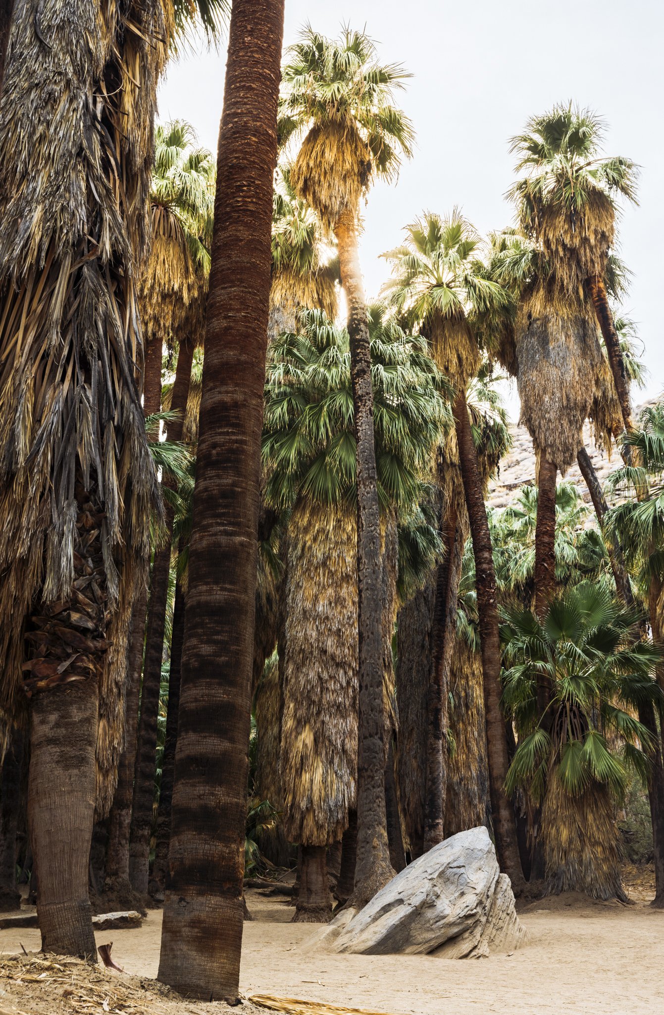 Hike_IndianReservation_PalmSprings_CA_2857_1.jpg
