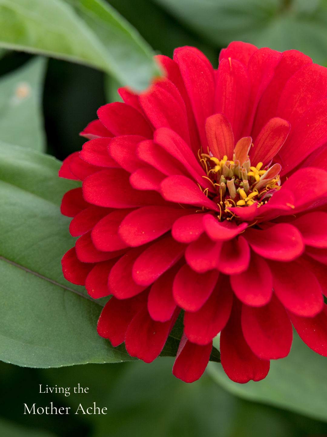 Copy of Living The Mother Ache™ copy.png