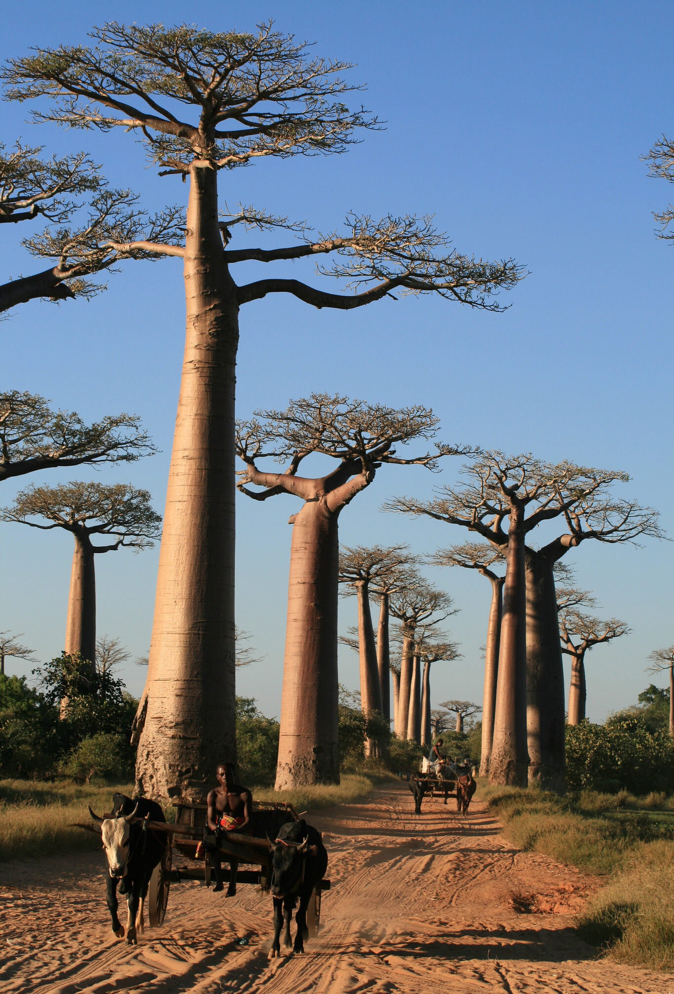 Baobab 1.jpg