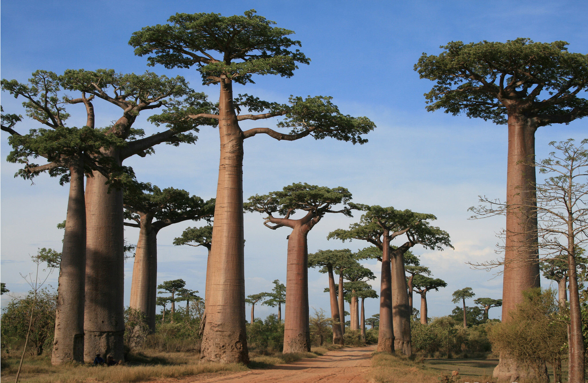 Baobab 2.jpg