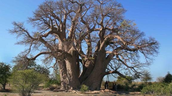 Baobab 5.jpg