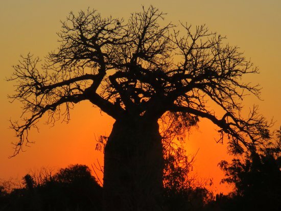 Baobab 9.jpg