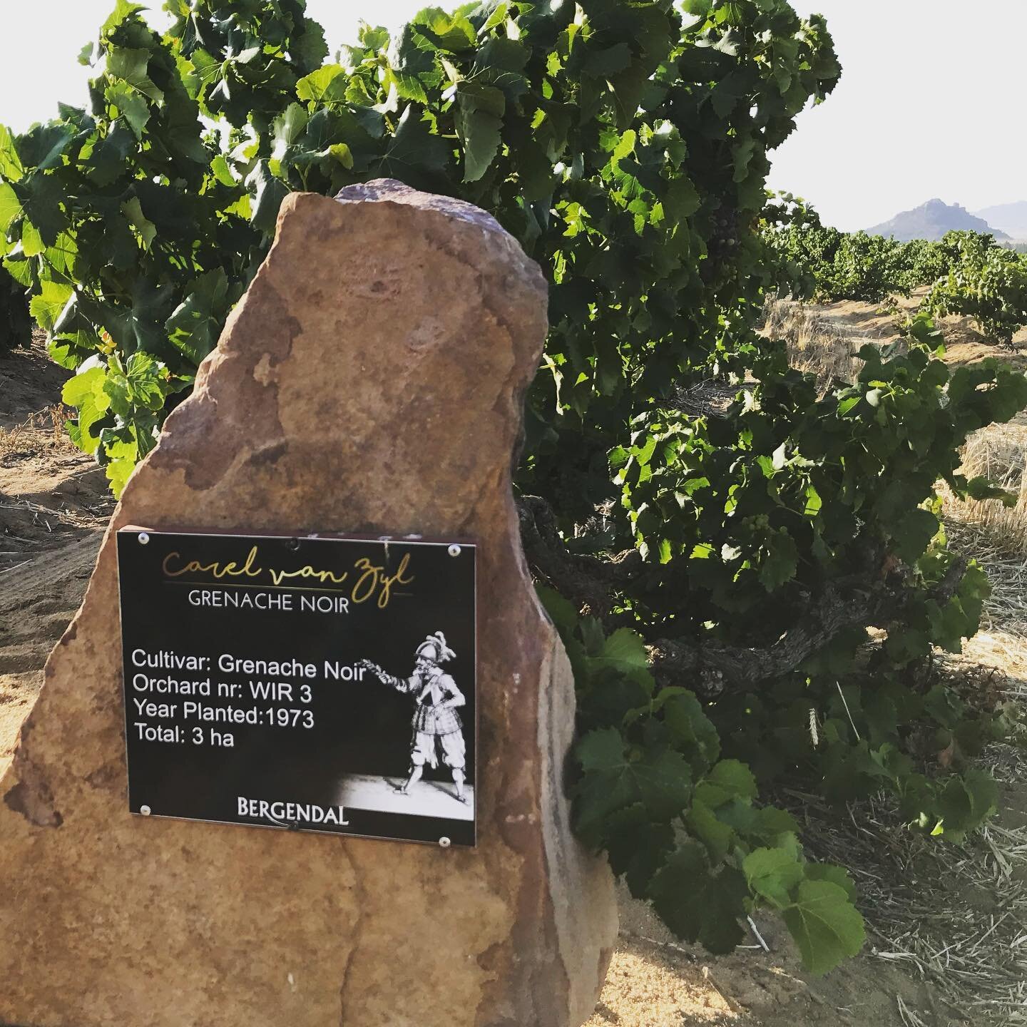 It may be a struggle for some of us to wrap our tongue around Piekenierskloof, but there is a very good reason why we represent these wines in the US. Some of the best Grenache you will ever taste comes from this remote part of South Africa. Intrigue