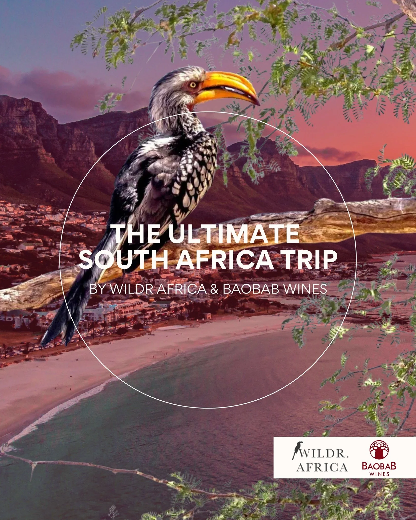 Discover the ultimate South African trip that has been custom made for you to experience the best that Cape Town has to offer through Wildr Africa and our partnership to experience our Baobab Wine producers like never before.

From exploring the worl