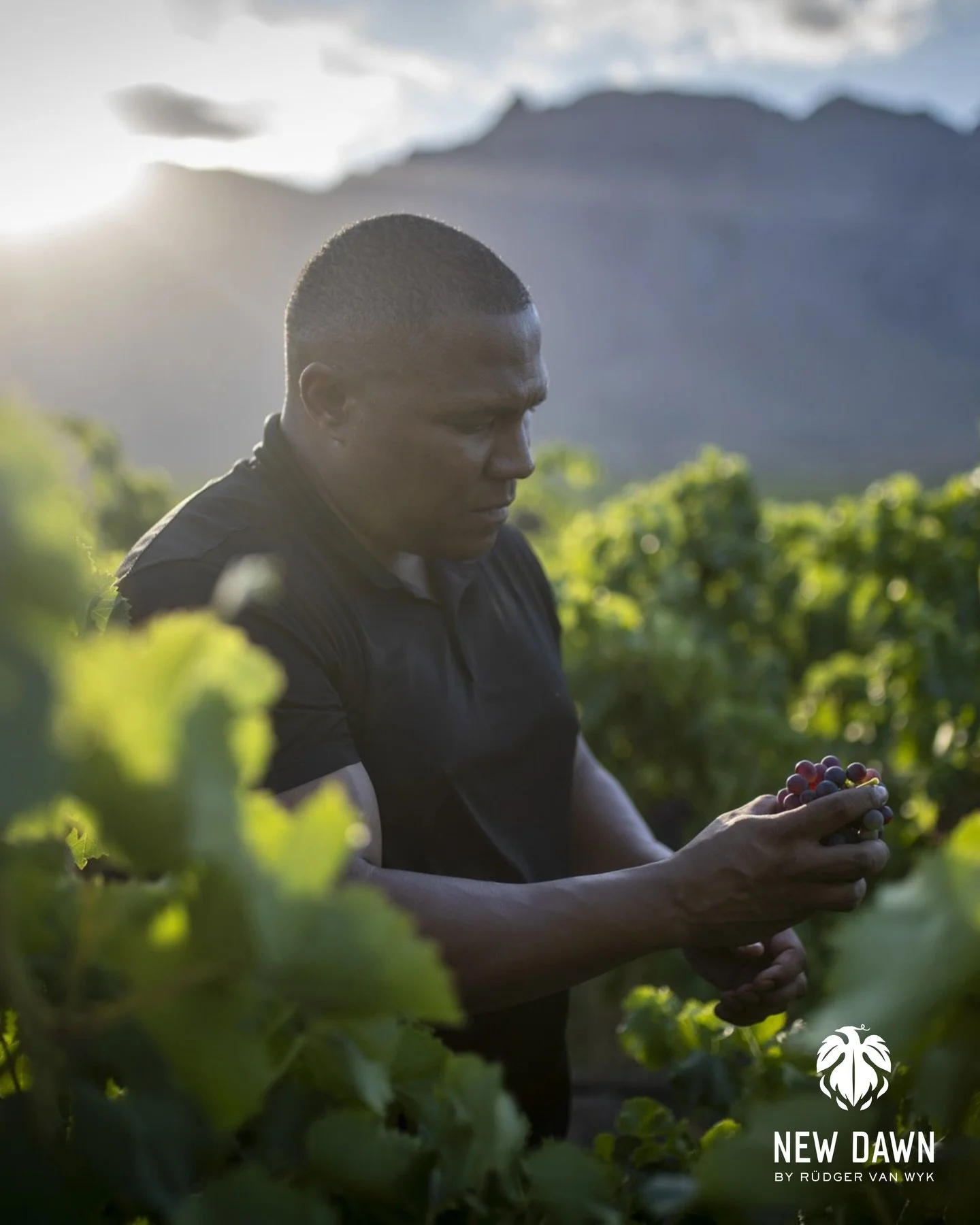 Celebrating and honouring Harvest 2026 in South Africa!

Rudger Van Wyk built his @drinknewdawn brand for his sons. For future generations. For a country whose ancient soils and vibrant culture deserve their moment on the global stage. South African 