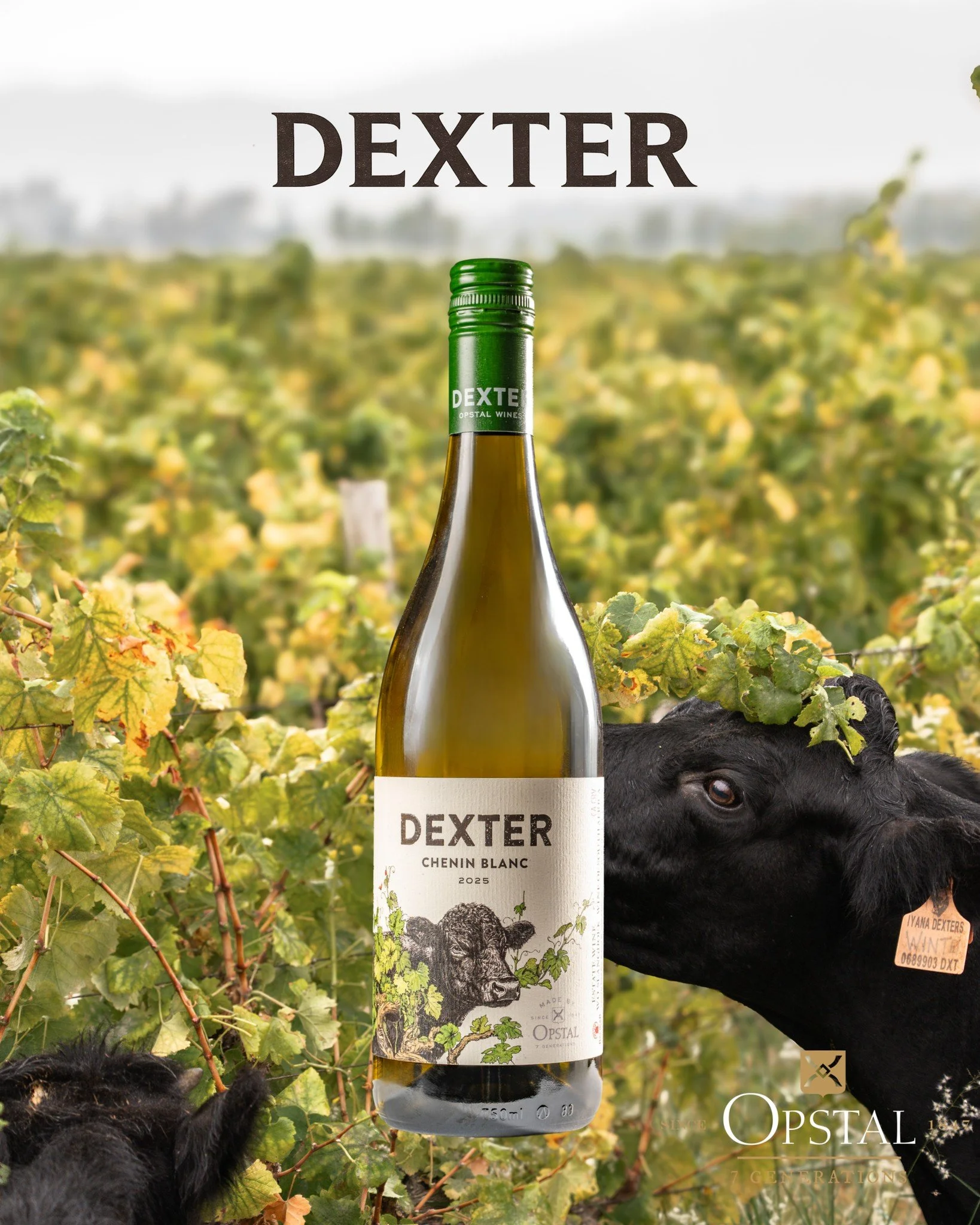 Dexter is a reflection of place, authenticity, and thoughtful farming.
Before the wine came the cattle - a vision to farm in step with the land and build something honest from the ground up. Rooted in Slanghoek, these wines are an extension of that s