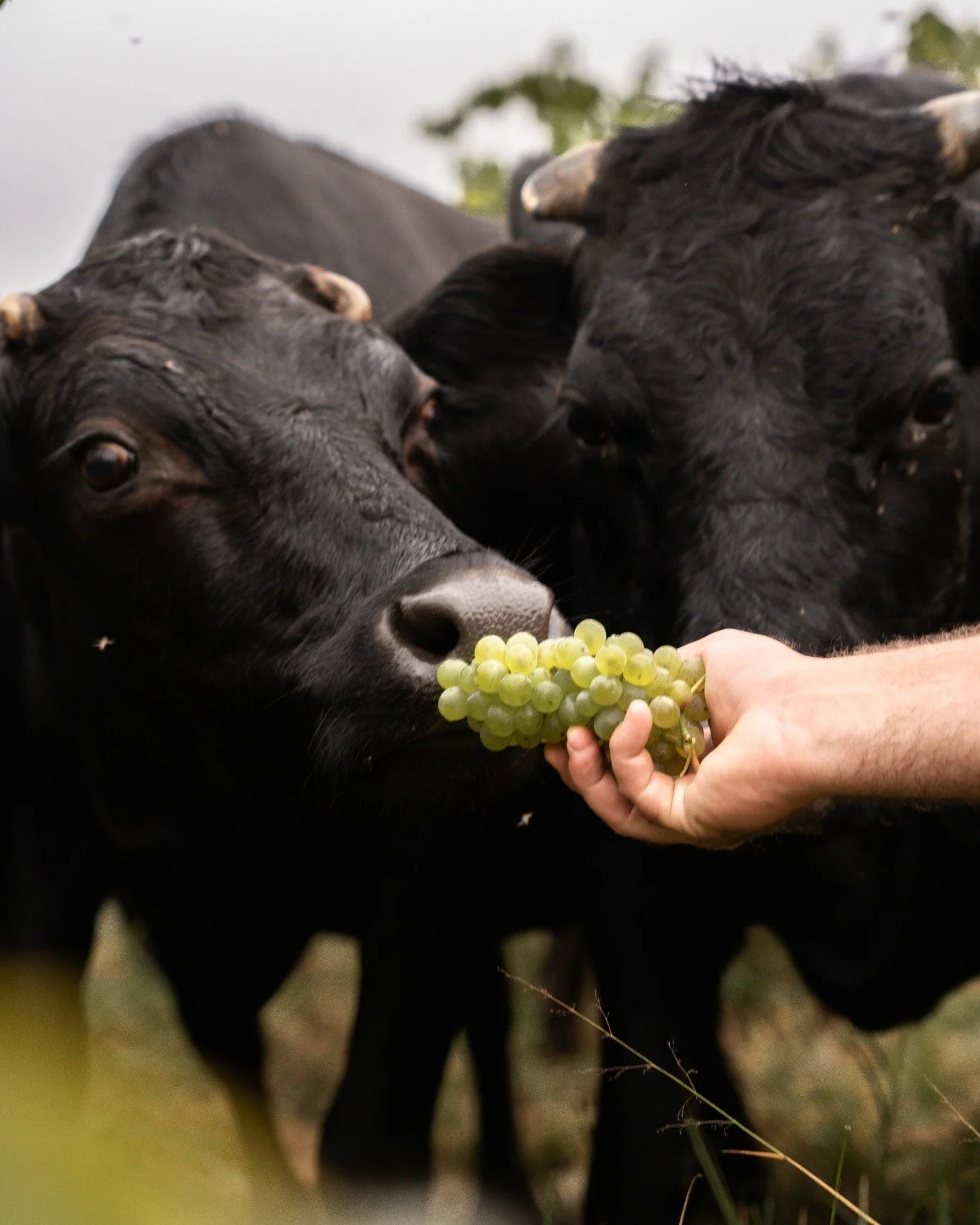 At Opstal, the Dexter cattle are more than just livestock - they&rsquo;re part of the farm&rsquo;s heartbeat. This small Irish breed is well suited to Slanghoek&rsquo;s high winter rainfall and small enough to move easily between the vines. With thei