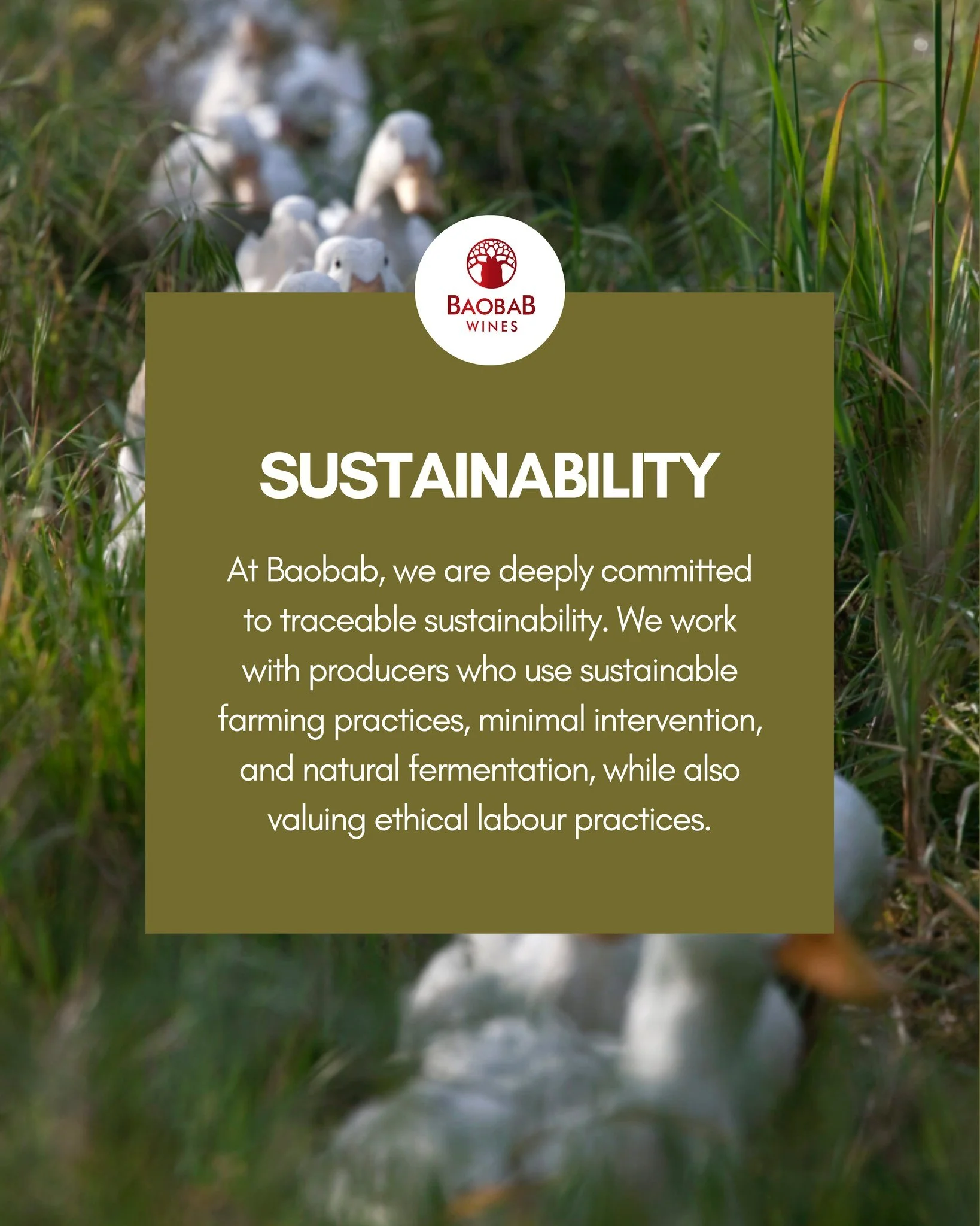 Baobab Wines is rooted in values that matter - sustainability, respect for the soil, a deep connection to nature, and a passion for South African innovation. 

Through every bottle, the focus remains on honest farming, minimal intervention, and celeb