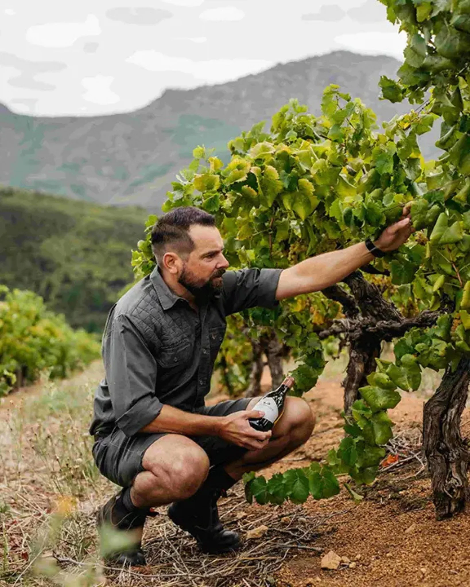 Old vines carry something special.

They speak of time, patience, place, and the quiet beauty of vineyards that have stood the test of time.

Within the Baobab Wines portfolio, producers include:
@opstalestate 
@olifantsberg 
@knorhoekwinefarm 
@long
