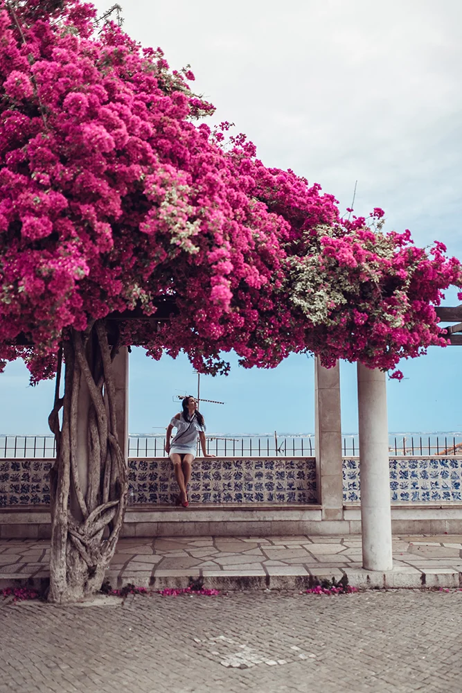 go in may to see lisbon in bloom