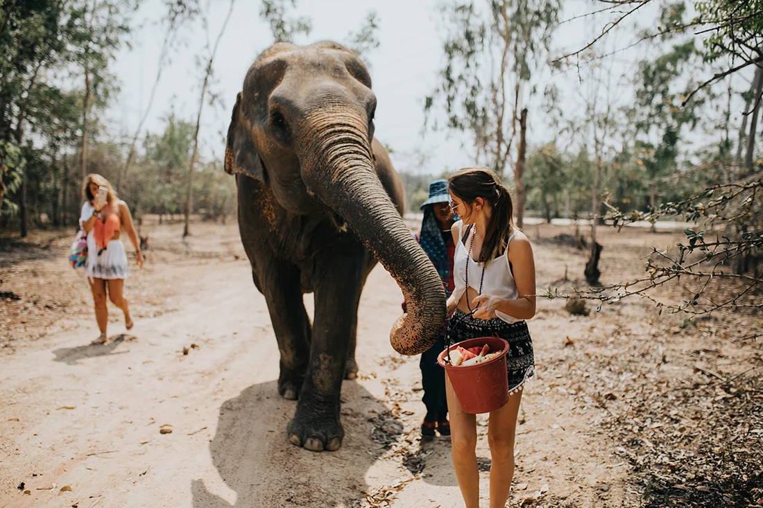 here's me giving fruit to this lovely lady elephant. i'd hold the fruit and she wrapped her trunk around my hand - it was an incredible feeling