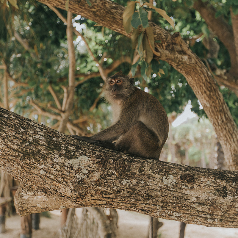 don't get too close to these guys - they're a bit sketchy