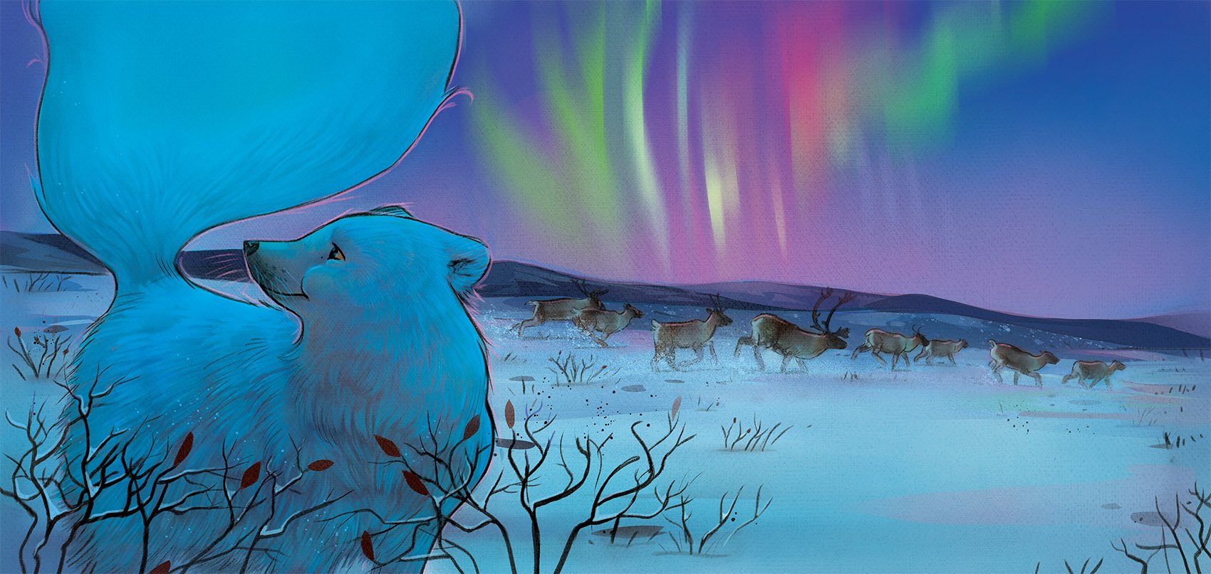 Arctic Fox Under Northern Lights, We Love You as Much as the Fox Loves his Tail, Tamara Campeau