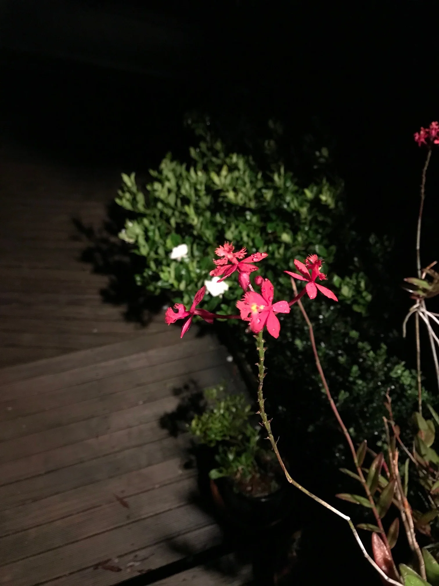 flower.jpg