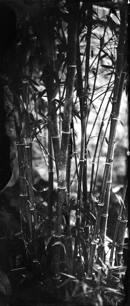 blackbamboo.jpg