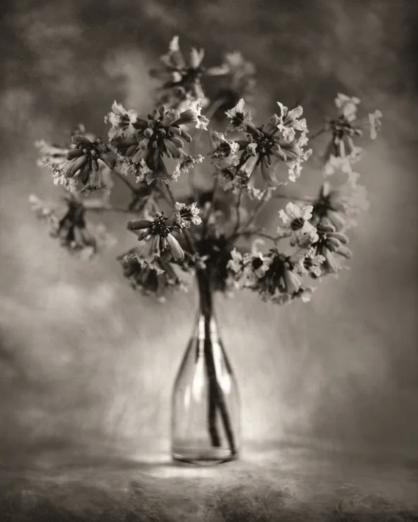orchidtree002.jpg