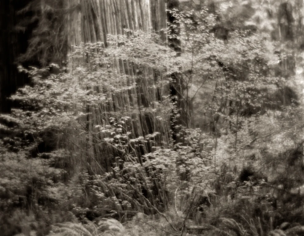 redwood (7 of 10).jpg