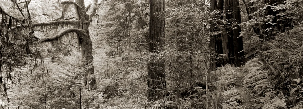 redwood (3 of 9).jpg