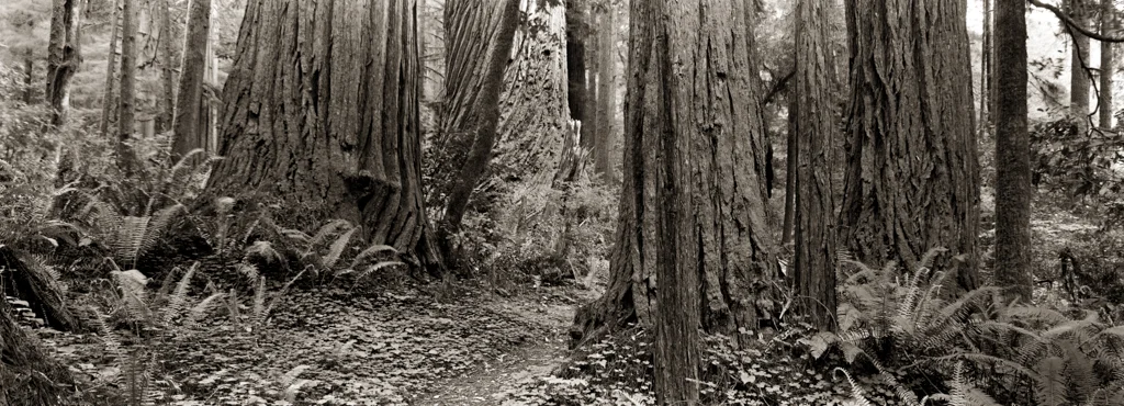 redwood (4 of 9).jpg