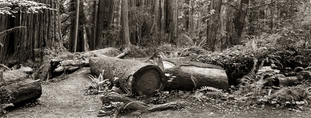 redwood (7 of 9).jpg