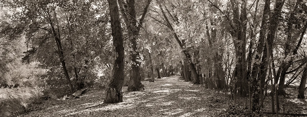 TreepathUtah.jpg
