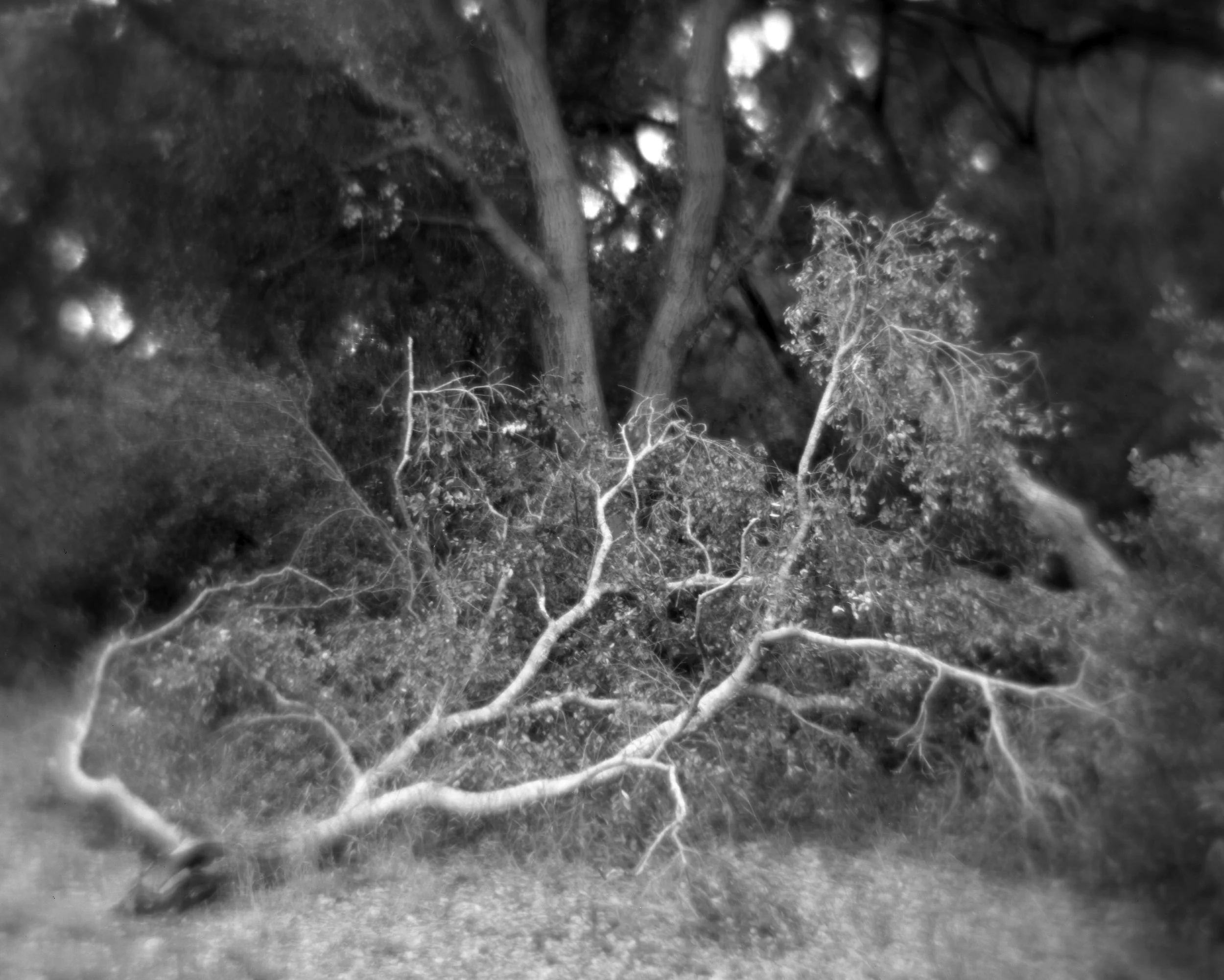 Broken Branch 12TT B.jpg