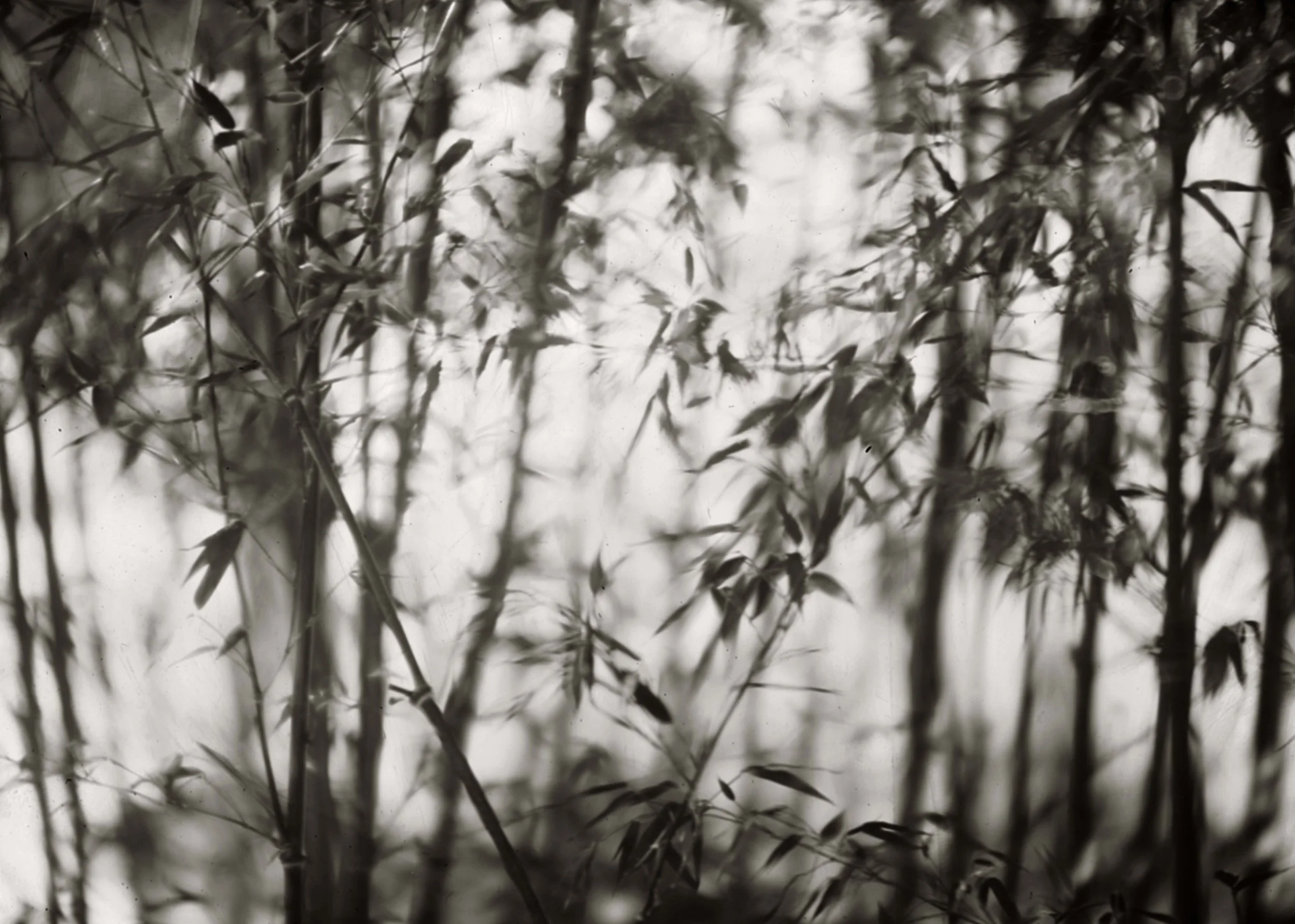 bamboo.jpg