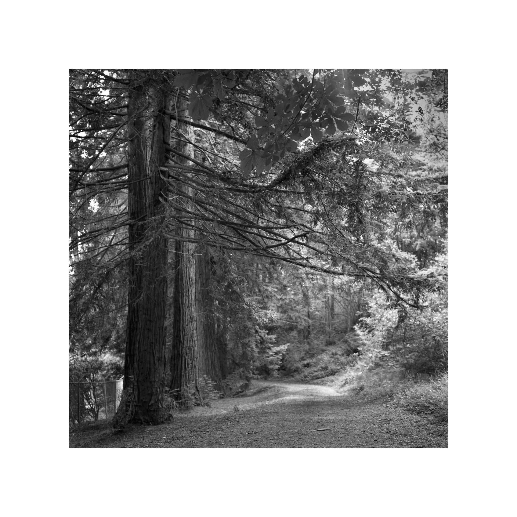 Aboretum path.jpg