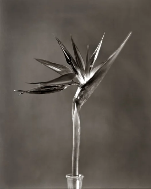 birdparadise.jpg