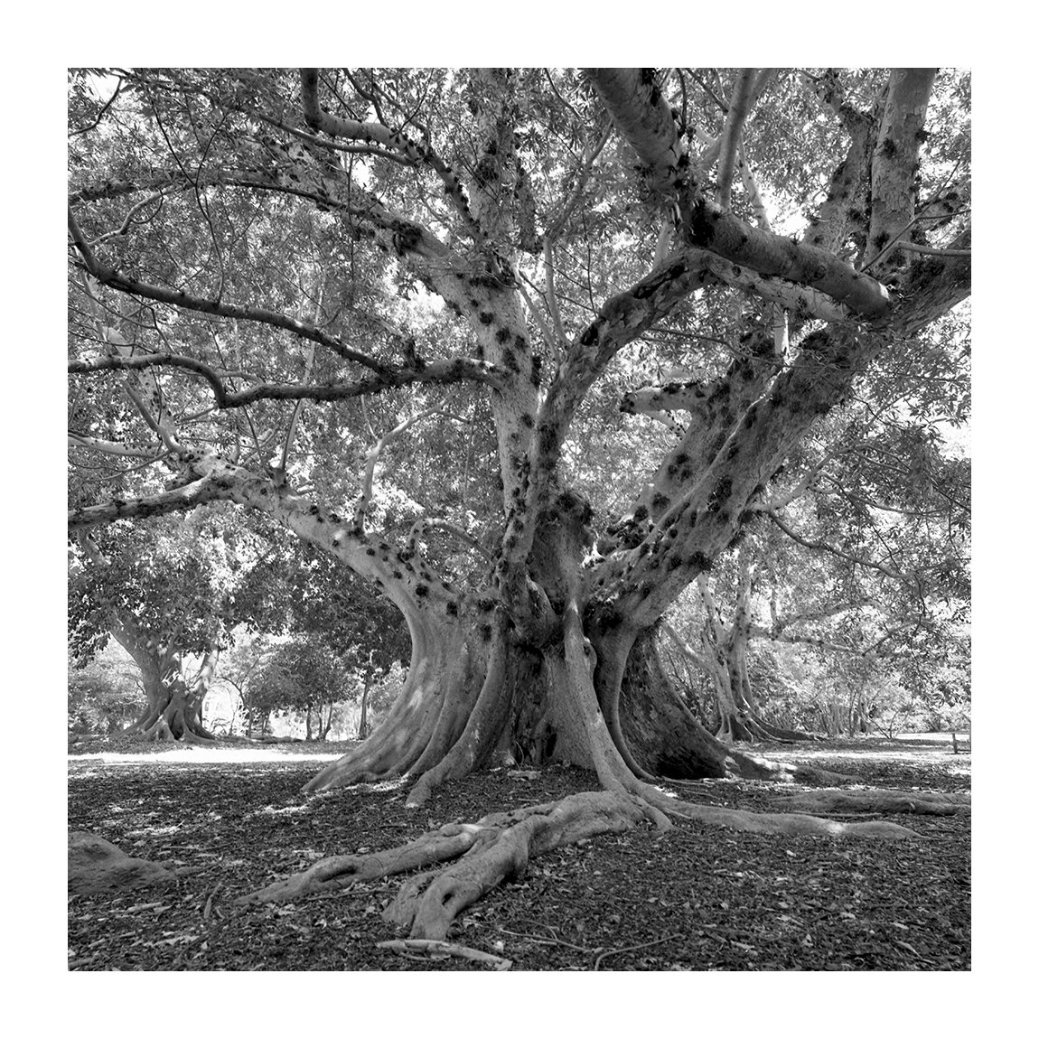 Banja tree  copy.jpg