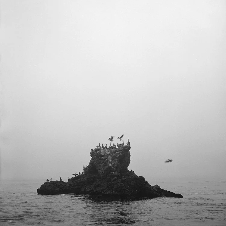 corona delmar rock bird.jpg
