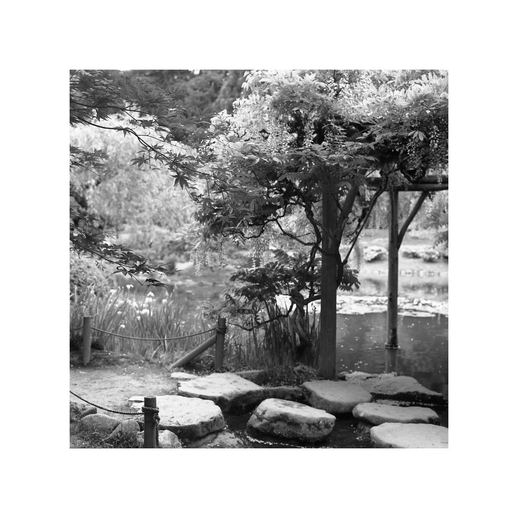Japanese Garden.jpg