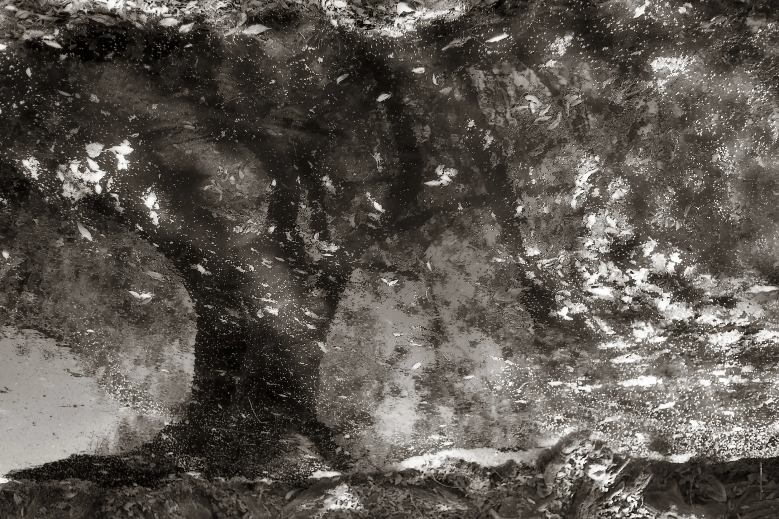 tree abstract.jpg