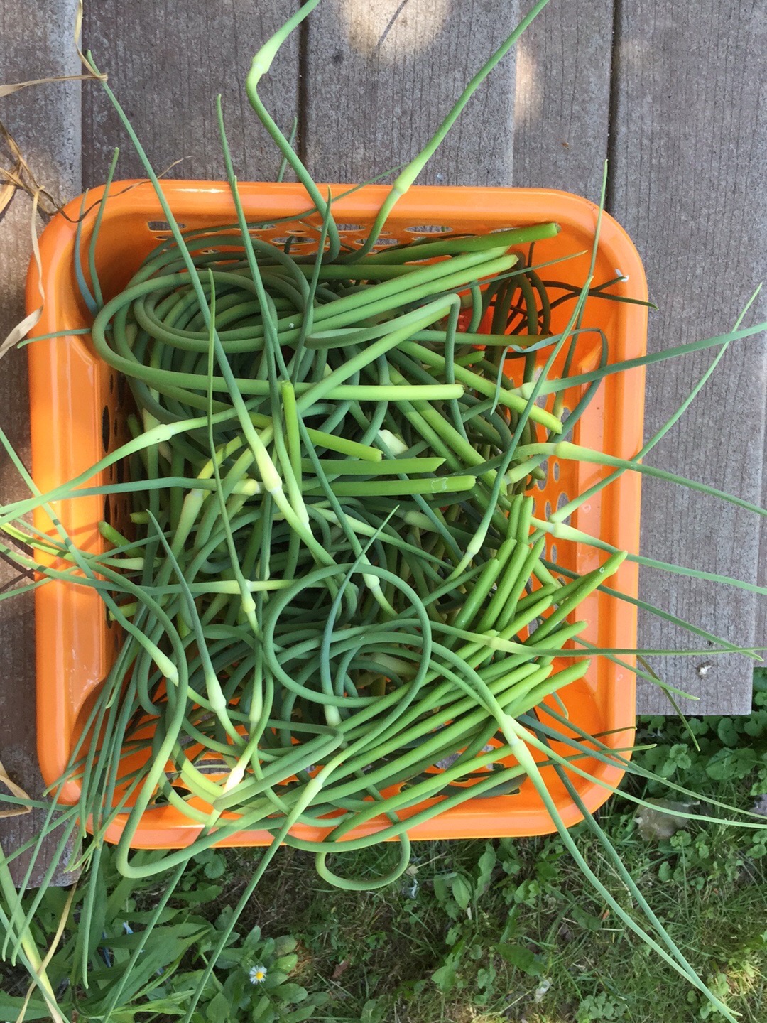 Scapes!